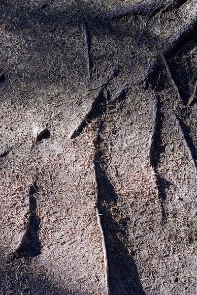 地面から突き出た木の根によって形成された抽象的な背景 — ストック写真