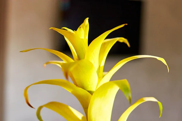 Side View Leaves Nidularium Flower Blurred Background Tropical Decorative Plant — Fotografia de Stock