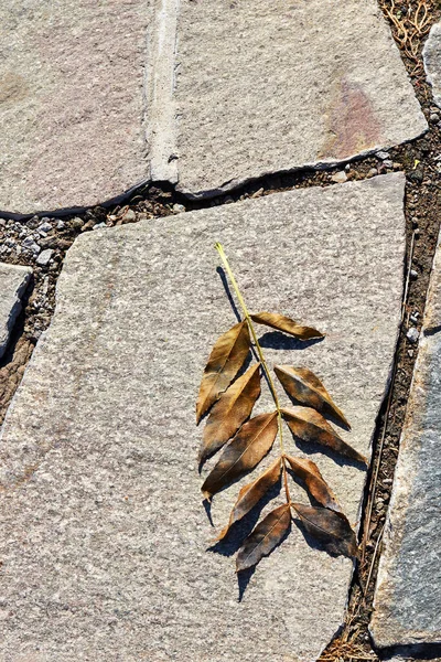 Top View Dry Twig Leaves Sidewalk Made Natural Slate Stone — Foto Stock