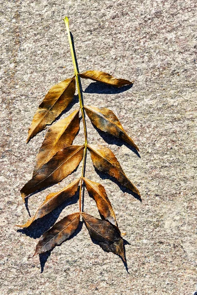 Top View Dry Twig Leaves Sidewalk Made Natural Slate Stone — Stockfoto