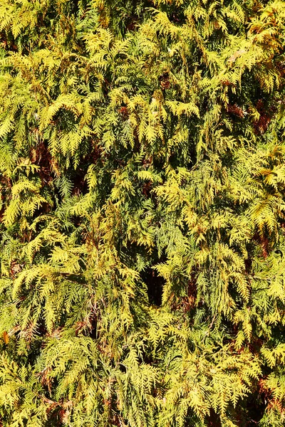 Primer Plano Del Patrón Natural Del Ciprés Thuja Tree Thuja —  Fotos de Stock