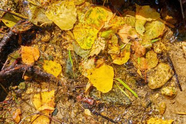 Sarı huş ağacından dökülen yapraklar derenin dibinde. doğal arkaplan