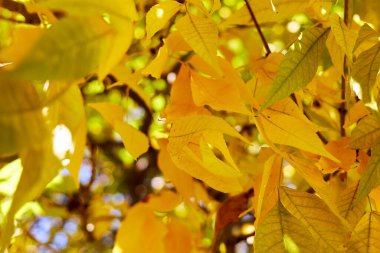 Arka planda sonbahar sarısı yapraklar güneşli ve arka planda bulanık. seçici odak