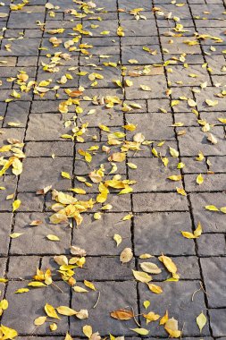 Asfalt kaldırımlara düşen sarı yapraklar. soyut arkaplan