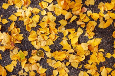Asfalt kaldırıma düşmüş sarı huş yaprakları. soyut arkaplan