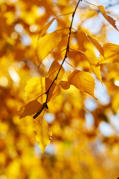 Herbstgelbe Blätter Sonnigen Tagen Mit Verschwommenem Hintergrund Sonnenstrahlen Brechen Durch — Stockfoto