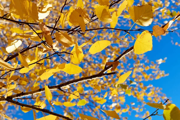 Herfst Gele Berk Bladeren Zonnige Dag Tegen Blauwe Lucht Abstracte — Stockfoto