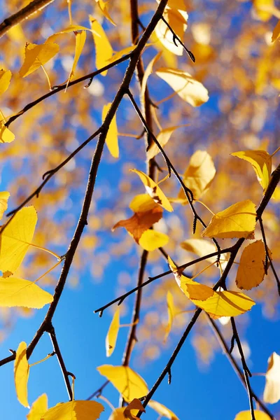 Herbstgelbe Birkenblätter Sonnigen Tagen Vor Blauem Himmel Abstrakter Hintergrund Mit — Stockfoto