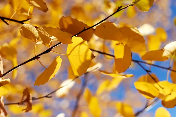 Herbstgelbe Birkenblätter Sonnigen Tagen Vor Blauem Himmel Abstrakter Hintergrund Mit — Stockfoto