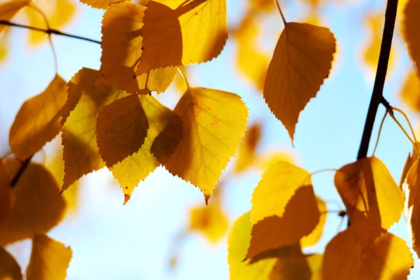 Sonbahar Sarısı Huş Yaprakları Güneşli Bir Günde Bulanık Arka Planda — Stok fotoğraf