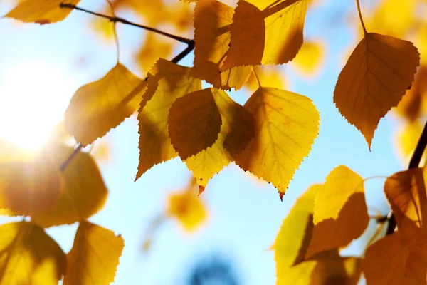 Herfst Gele Berk Bladeren Zonnige Dag Met Wazige Achtergrond Zonnestralen — Stockfoto