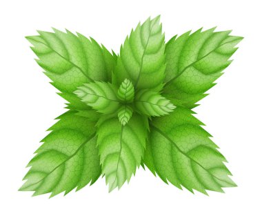 Taze nane yaprağı. Mentollü sağlıklı aroma. Bitkisel bitki. Naneli yeşil yapraklar. Gerçekçi 3 boyutlu vektör çizimi. beyaz arkaplanda izole.