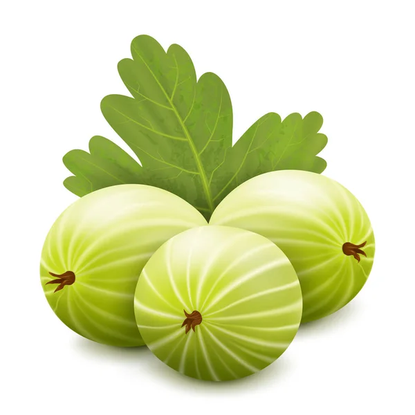 Gooseberry Realisitc Vector Illustration Argus Berries Leaves Isolated White Background —  Fotos de Stock