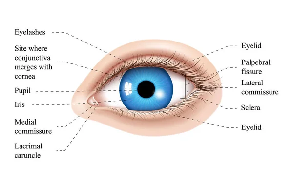 Human eye anatomy illustration. Parts of the eye, labeled vector illustration diagram. Eyelid, eyelashes, pupil, lacrimal gland and other anatomical parts. Realistic 3d vector isolated