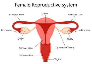 Beyaz arka plan izole edilmiş vektör illüstrasyonuna etiketli kadın üreme sistemi, uterusun iç görünümü, düz tasarım