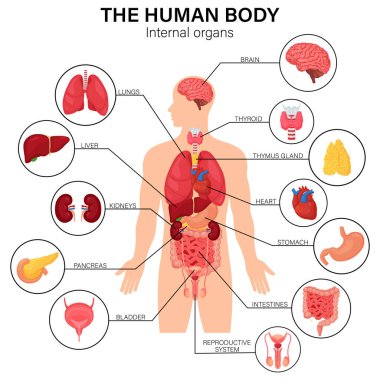 Human body internal organs diagram flat infographic poster with icons image names location and definitions vector illustration. Heart and brain, liver and kidneys. Thymus gland and reproductive system clipart