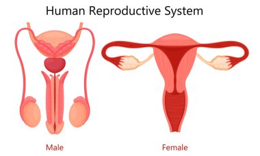 Realistic set of male and female human reproductive system. isolated on white background. Realistic 3d vector illustration