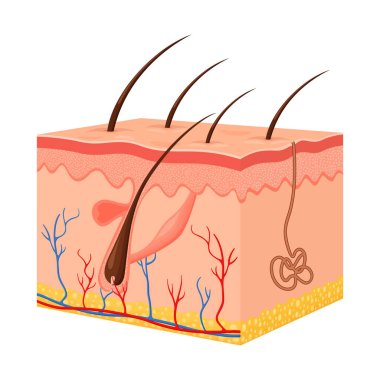Human skin. Layered epidermis with hair follicle, sweat and sebaceous glands. Healthy skin anatomy medical vector 3d illustration. Dermis and epidermis skin, hypodermis, flat design