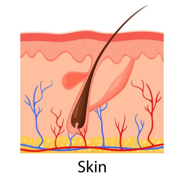 İnsan derisi. Kıl foliküllü, terli ve yağlı bezleri olan katmanlı üst deri. Sağlıklı cilt anatomisi tıbbi vektör çizimi. Derisi ve üst derisi, deri altı, düz dizayn.