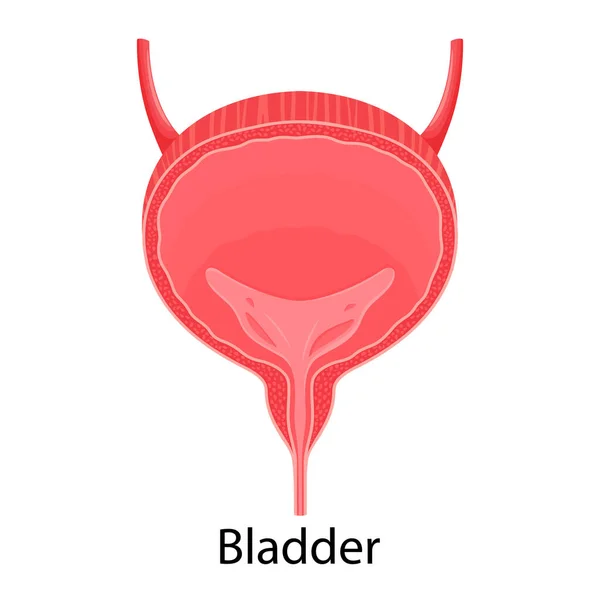 Human Bladder Anatomy Medicine Concept Healthcare Human Internal Organs Symbol — ストック写真