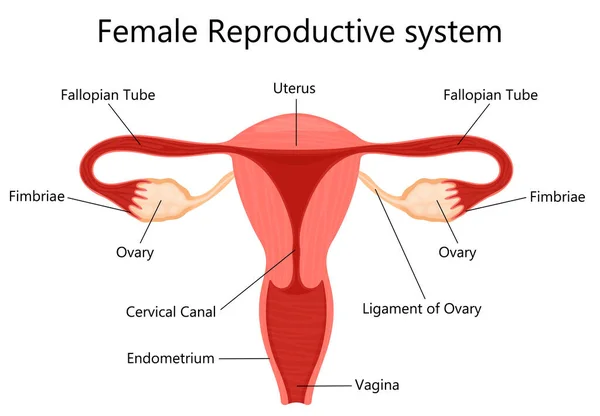 Female Reproductive System Labelled Parts White Background Isolated Vector Illustration — Foto de Stock