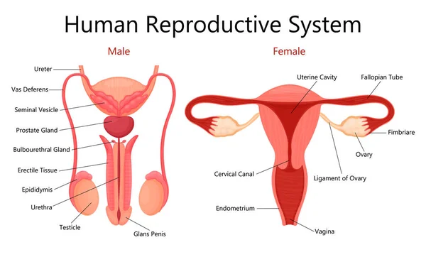 Male Female Human Reproductive System Labelled Parts White Background Isolated — Foto de Stock