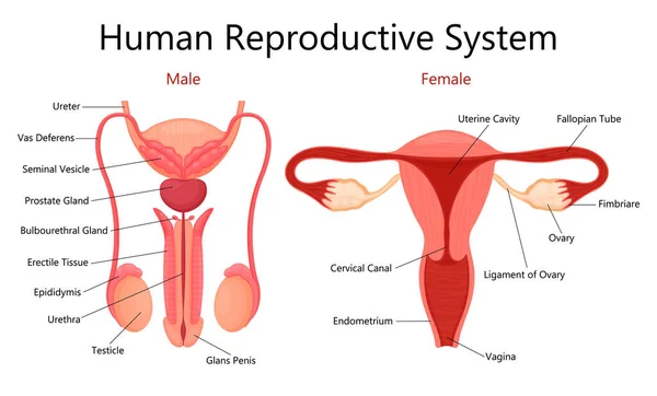 Male Female Human Reproductive System Labelled Parts White Background Isolated — Stock fotografie