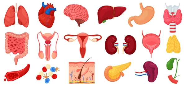 Realistic Human Internal Organs Icons Set Lungs Kidneys Stomach Intestines — Stok fotoğraf