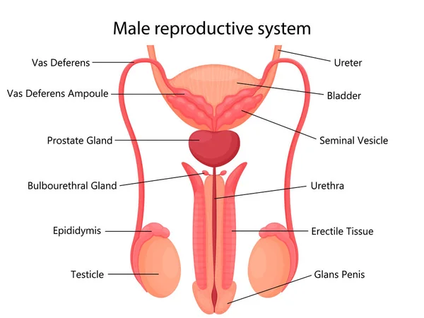 Male Reproductive System Indicated Main Parts Isolated White Background Front — Stock fotografie