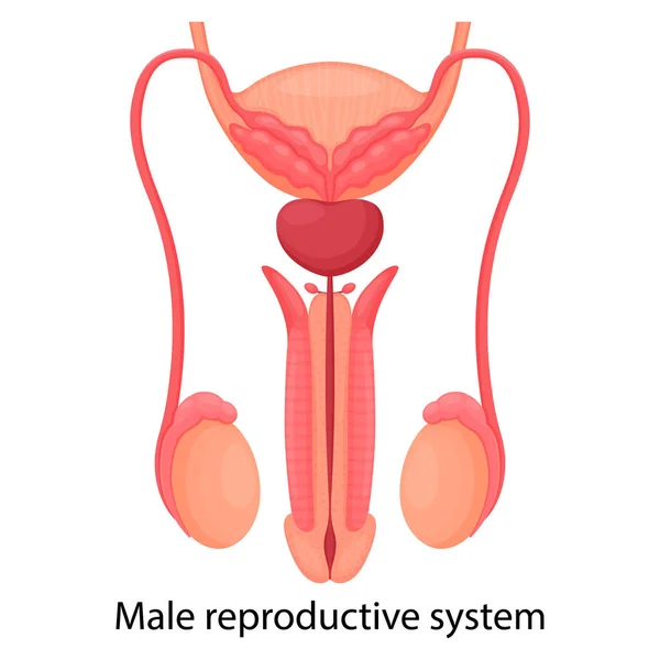 Male Reproductive System Indicated Main Parts Isolated White Background Front — Φωτογραφία Αρχείου