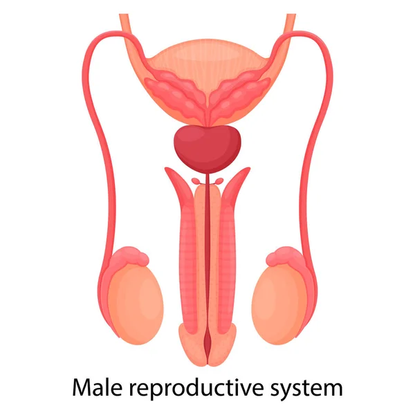 Male reproductive system with indicated main parts, isolated on white background. Front view. Vector illustration, flat design