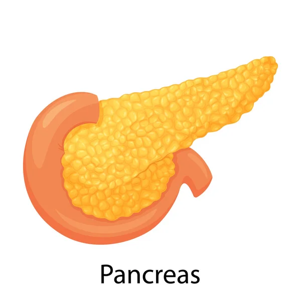 Pancreas Human Internal Organ Anatomy Vector Illustration White Background Flat — Foto Stock