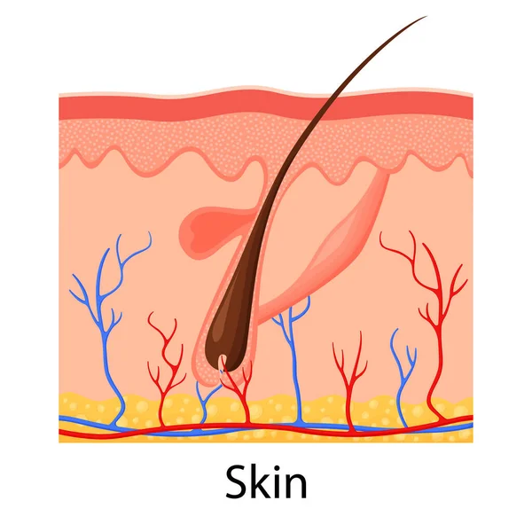 Human Skin Layered Epidermis Hair Follicle Sweat Sebaceous Glands Healthy — Stockfoto