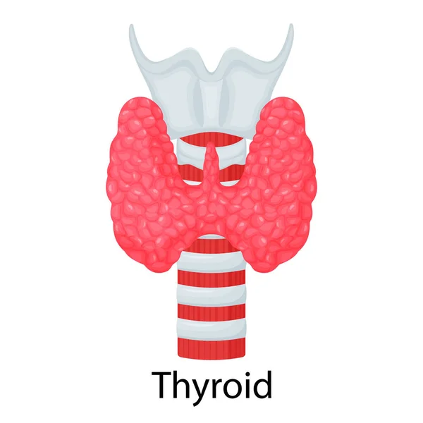 Thyroid Human Organ Isolated White Background Vector Illustration Flat Design — Stok fotoğraf