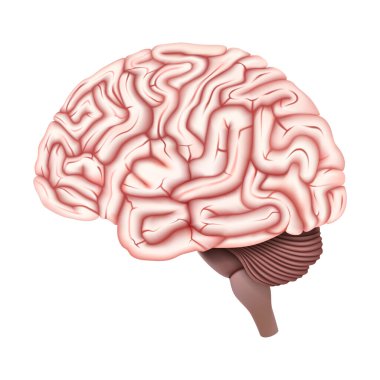 Beyin vektör tasarımı. Gerçekçi anatomi resimleri. İnsan iç organları. 3d vektör illüstrasyonu