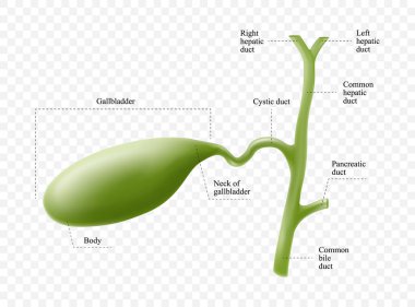 Anatomy of the gallbladder with description of the corresponding parts. Anatomical vector illustration in flat style isolated over white background.