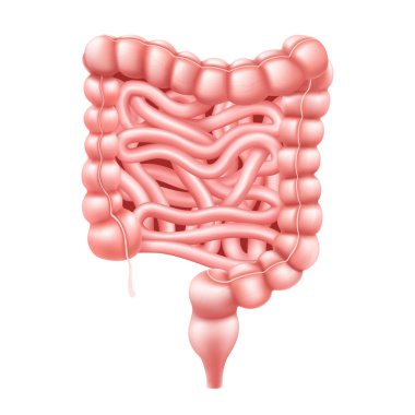 Intestines. Realistic 3d vector illustration of small and large intestine. Human internal organ, digestive tract. Vector illustration isolated on white background.
