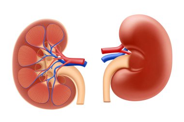 İnsan böbreği. İç organ anatomisi. İdrar sistemi. Gerçekçi 3d Vektör illüstrasyonu.
