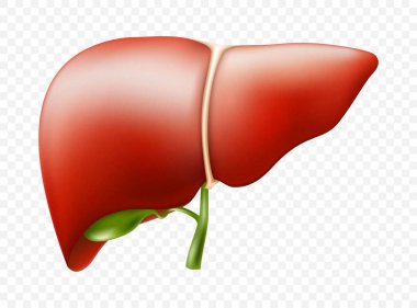 Realistic liver anatomy structure. Vector hepatic system organ, digestive gallbladder organ. Human liver for medical drugs, pharmacy and education design. clipart