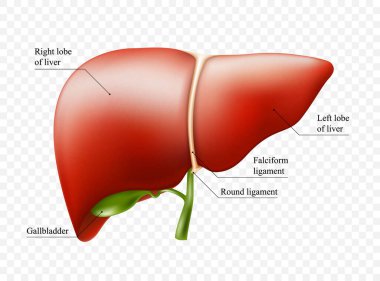 Gerçekçi karaciğer anatomisi yapısı. Vektör hepatik sistem organı, sindirim safra kesesi organı. Tıbbi uyuşturucular, eczane ve eğitim tasarımı için insan karaciğeri.