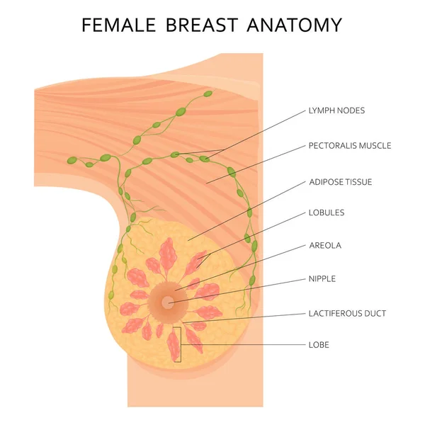 Female Breast Anatomy Axillary Lymph Nodes Detailed Colorful Illustration Flat — ストック写真