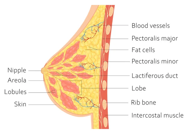 Mammary Gland Vector Illustration Showing Cross Section Female Breast Names — Stok fotoğraf