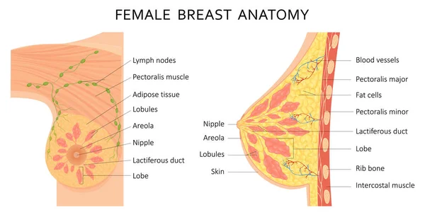 Mammary Gland Vector Illustration Showing Cross Section Female Breast Names — Fotografia de Stock
