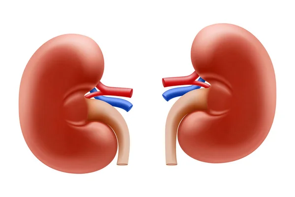Realistic Detailed Kidney Human Internal Organs Part Body Science Anatomy — 图库照片
