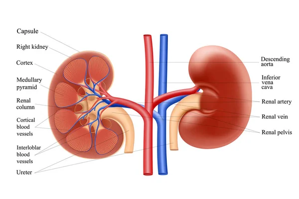 Diagram Ukazuje Anatomii Lidských Ledvin Realistické Vektorové Ilustrace Izolované Bílém — Stock fotografie