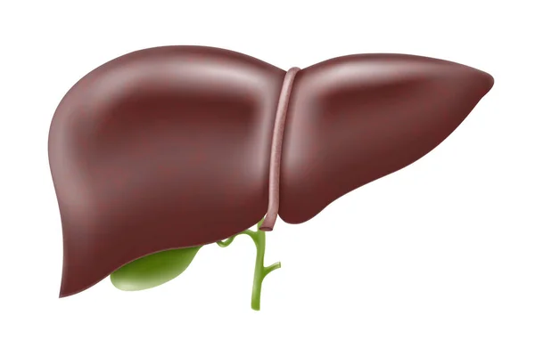 現実的な肝解剖構造 ベクトル肝系器官消化管胆管 医薬品 教育デザインのための人間の肝臓 — ストック写真