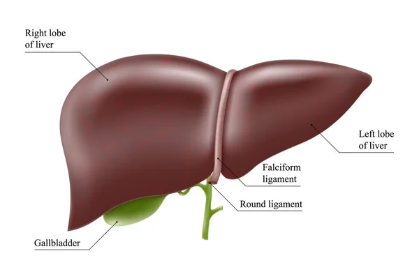 Реалистичная Структура Анатомии Печени Орган Векторной Печени Орган Желчного Пузыря — стоковое фото