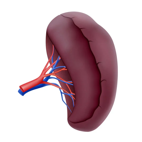 Human Spleen Human Organs Collection Realistic Vector Illustration Isolated White — ストック写真