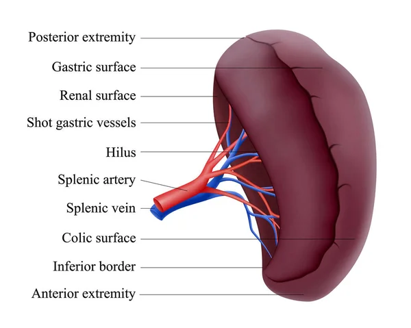 Human Spleen Anatomy Unpaired Parenchymal Organ Abdominal Cavity Gland Splenic — ストック写真
