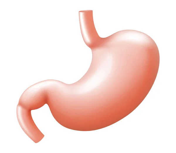 Human Stomach Isolated White Background Illustration Human Internal Organ Realistic — Foto de Stock